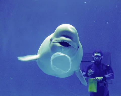 さそりのブログ写真「幸せのバブルリング」